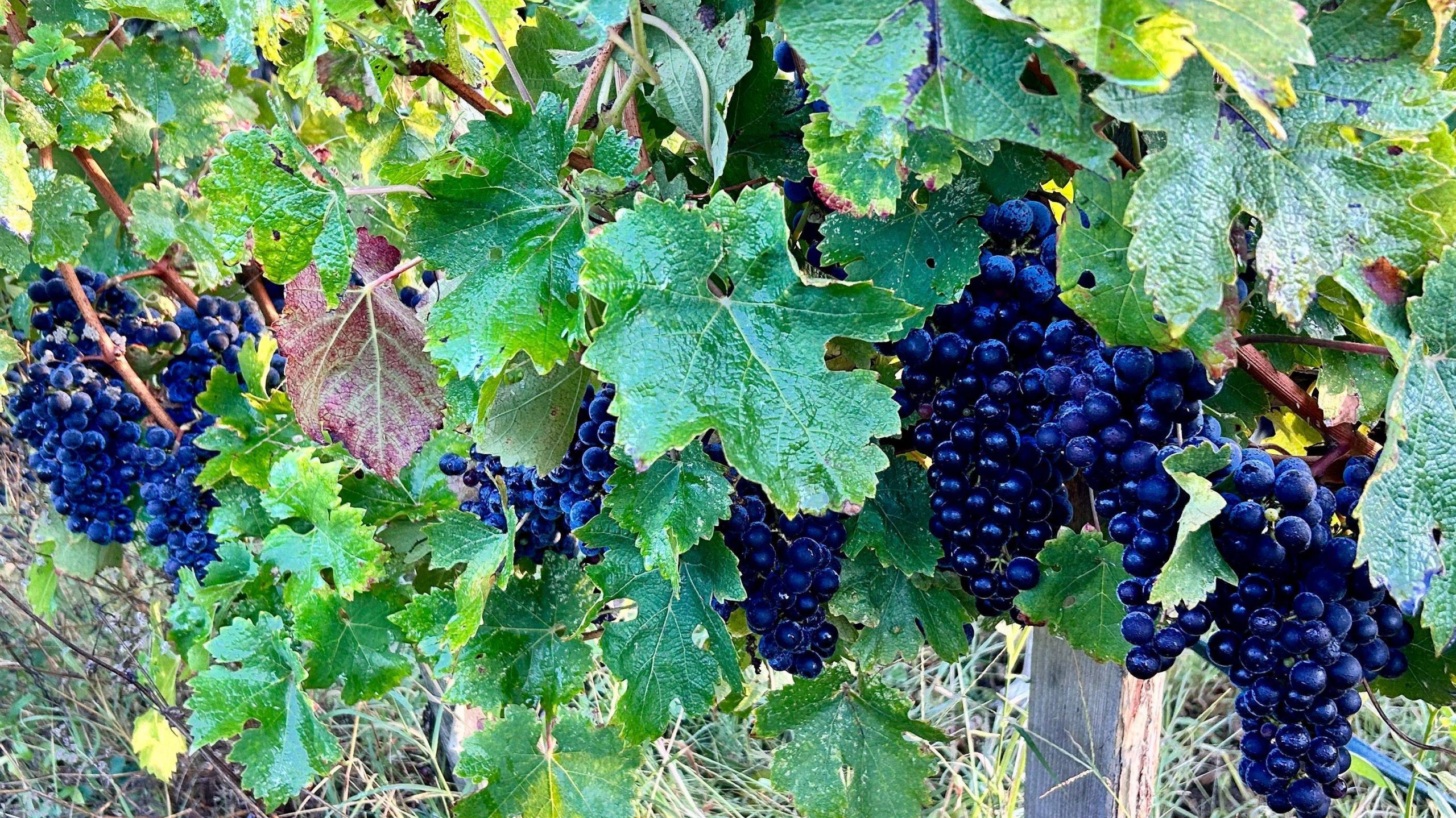 Découverte des domaines de la parrhesia