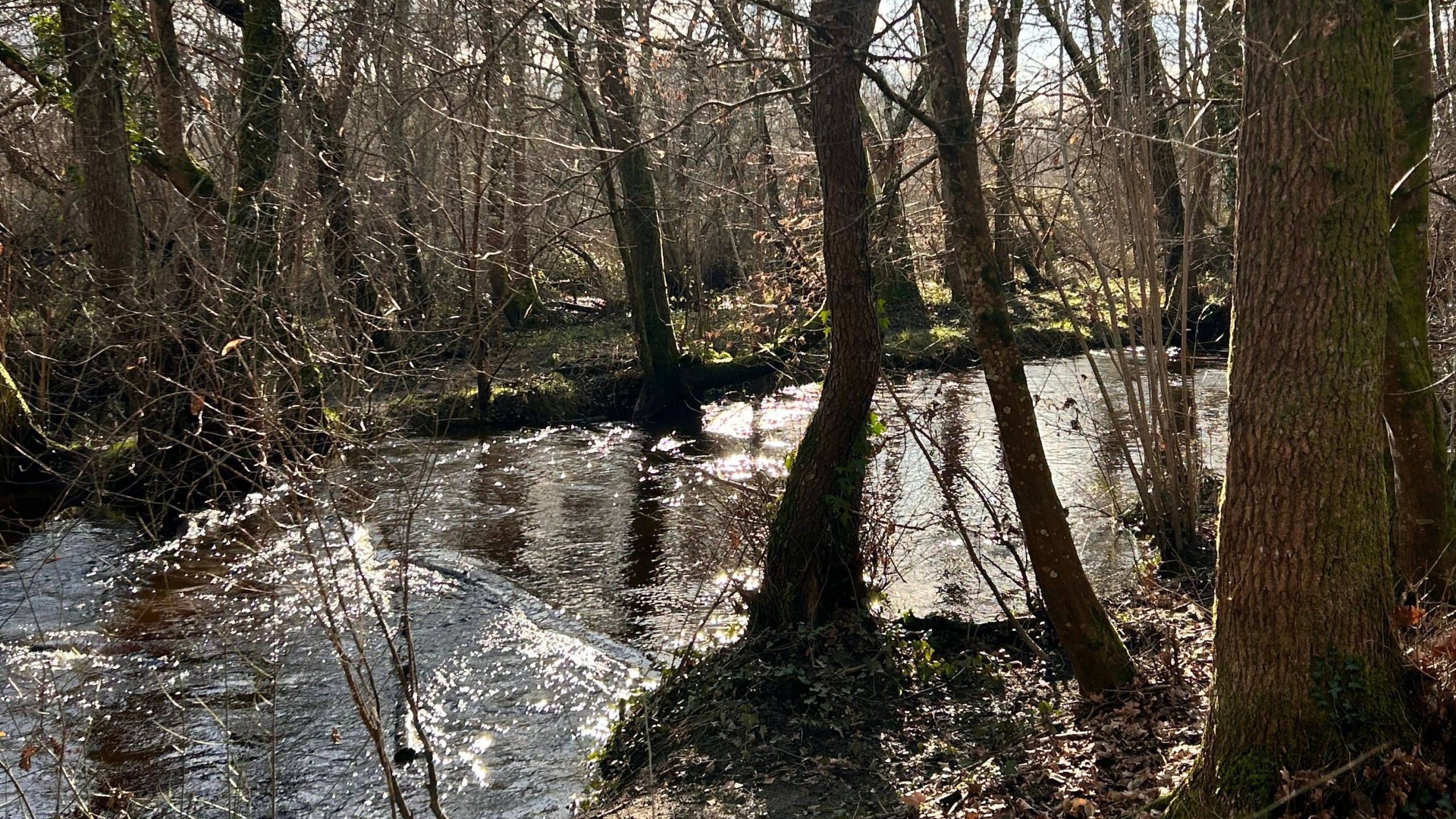 Découverte des domaines de la parrhesia