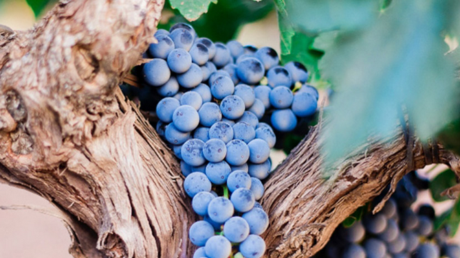 De la vigne au verre