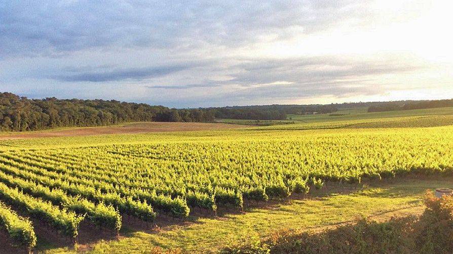 Dégustation gratuite au domaine