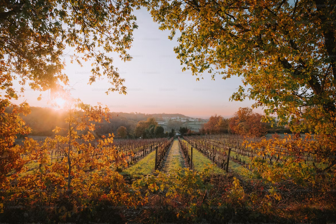 Pour une meilleure valorisation de l&rsquo;AOC Bordeaux