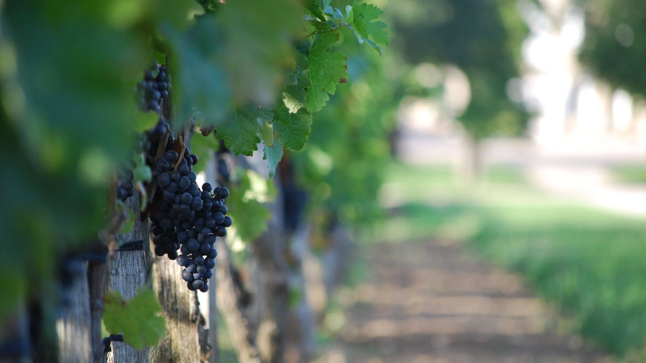 De la vigne à la bouteille