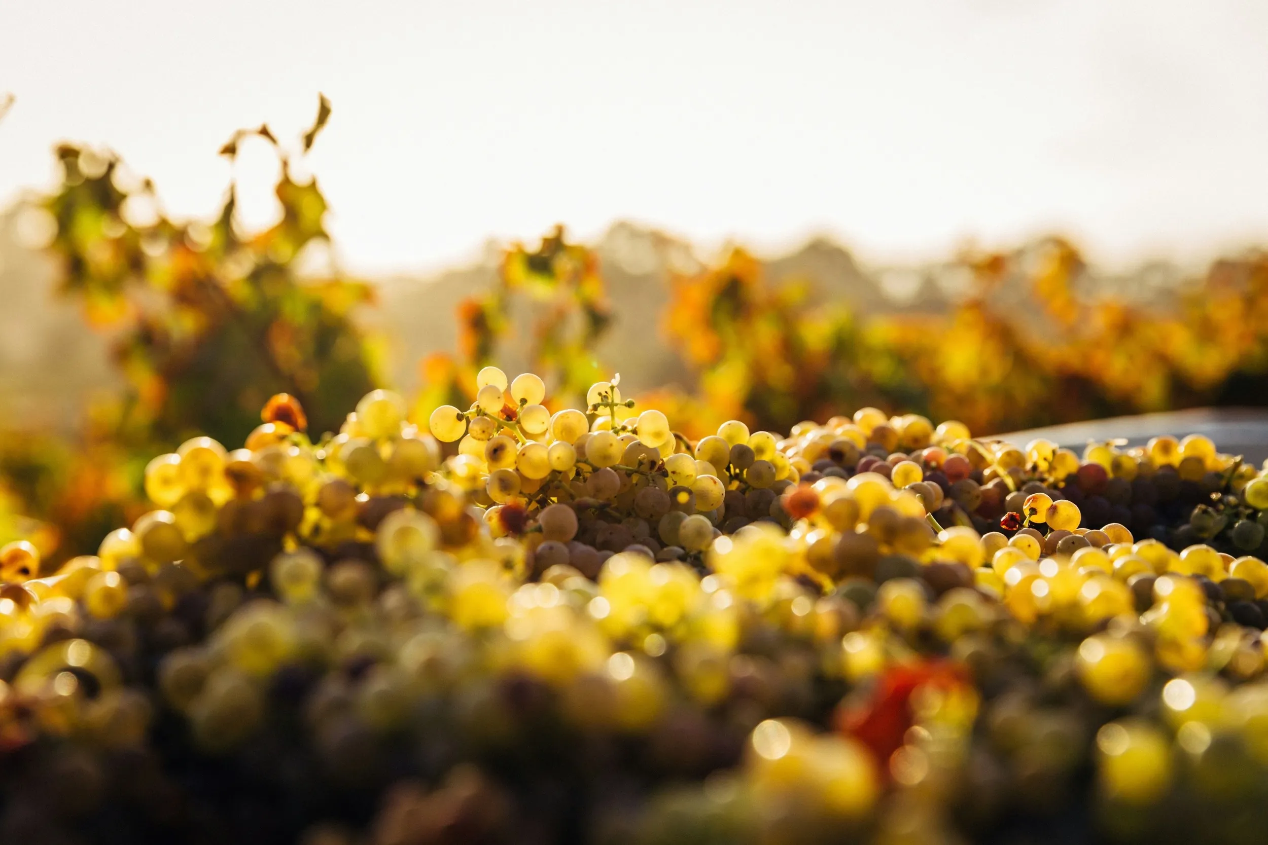 Éditorial : les vendanges 2026